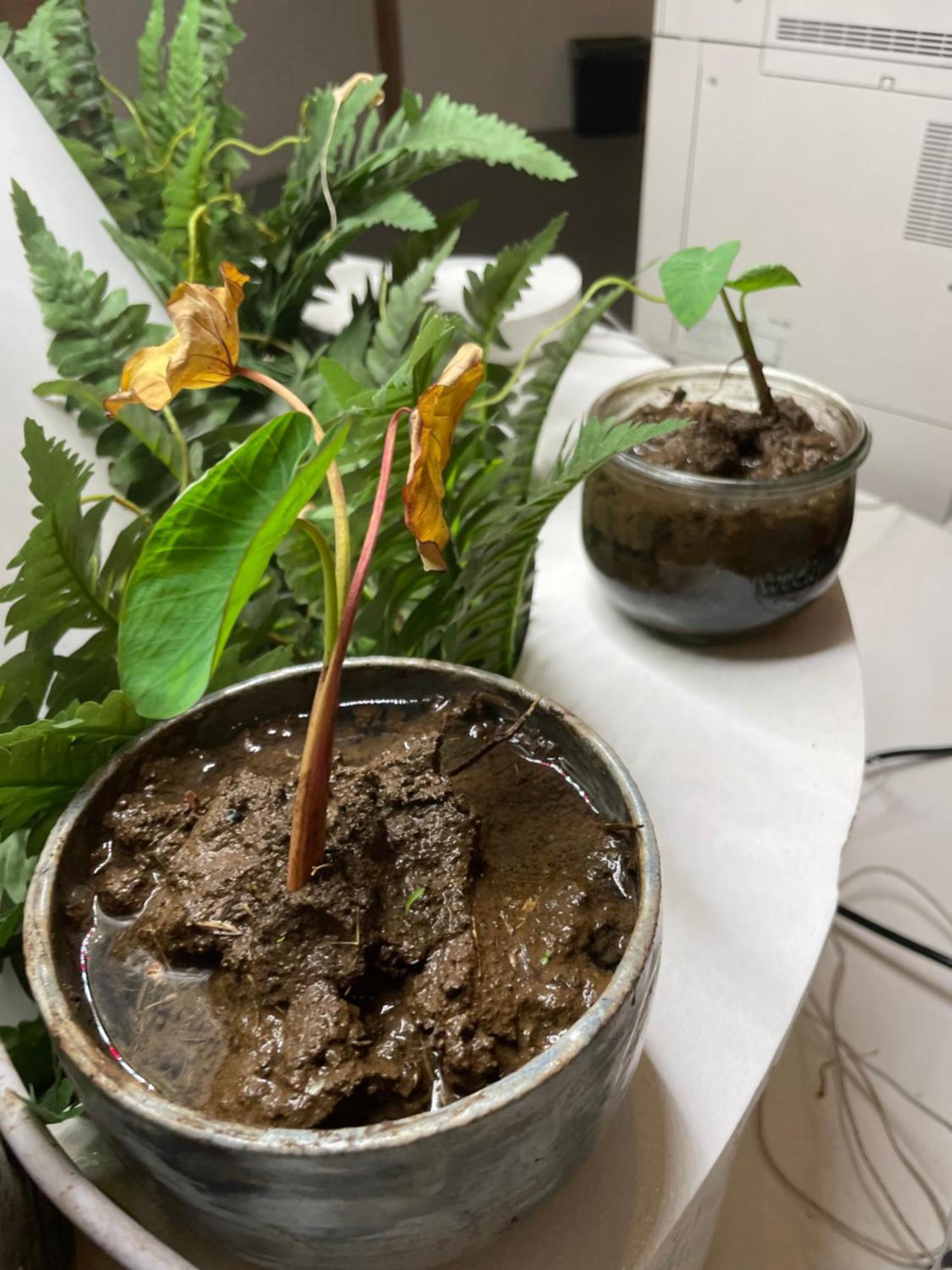 Doho Suites Honolulu Dış mekan fotoğraf
